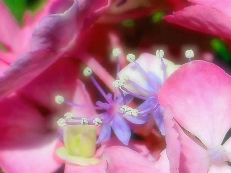 日本の花 日本の花の写真