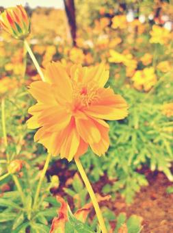 キバナコスモス キバナコスモス,コスモス,秋桜の写真素材