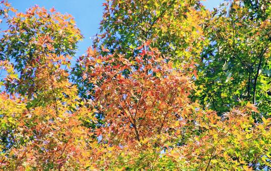 もみじの紅葉 紅葉,もみじ,もみじの木の写真素材