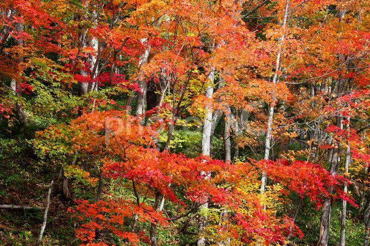 鮮やか紅葉　彩りモミジ 小道,広葉樹,彩りの写真素材