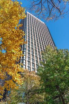 高層ビルとイチョウの木 高層ビルとイチョウの木 四季の写真,銀杏,イチョウの写真素材