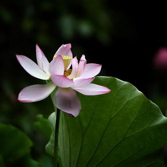 Oga lotus 12, JPG