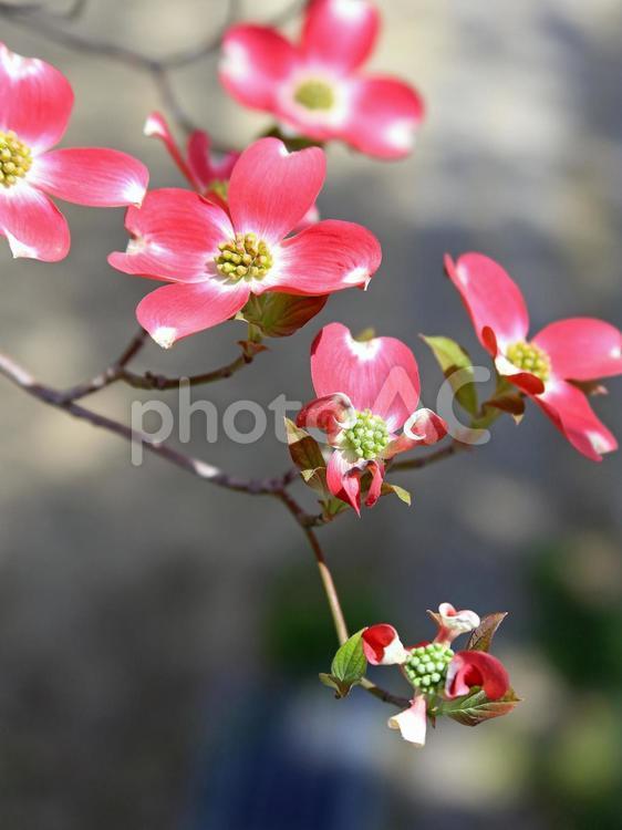 ハナミズキ　花水木　赤い花 ハナミズキ,花水木,はなみずきの写真素材