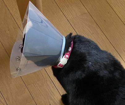 猫用エリザベスカラーをつけた黒猫の横顔 猫用エリザベスカラーをつけた黒猫の横顔の写真