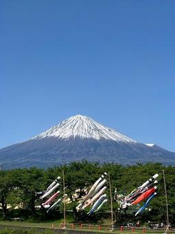富士山を背に泳ぐ鯉のぼり 富士山を背に泳ぐ鯉のぼりの写真