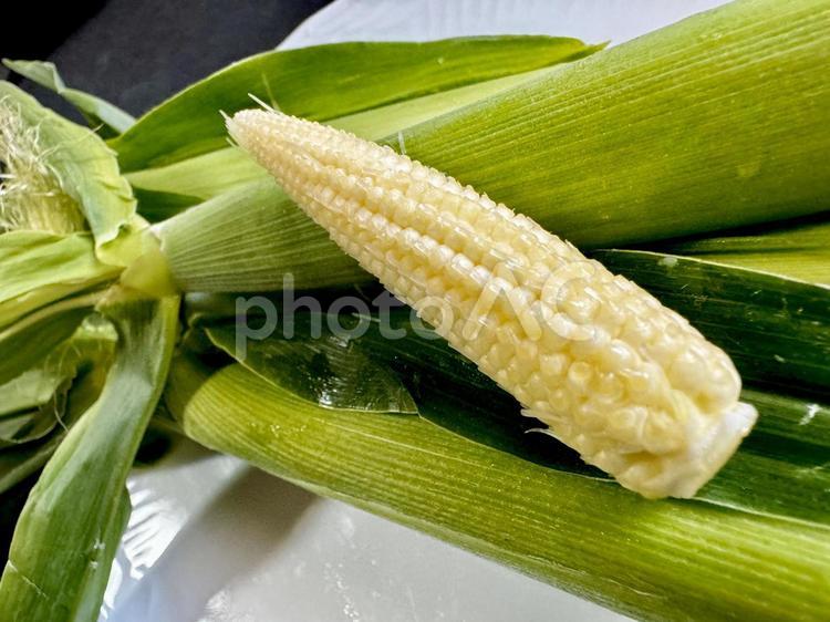 とうもろこし005 とうもろこし,トウモロコシ,コーンの写真素材