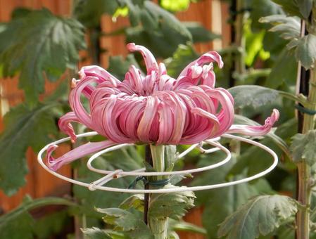 【風景写真】福山菊花展覧会の風景 キク,菊,菊花展の写真素材