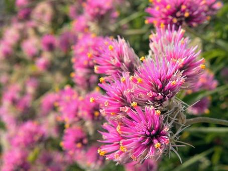 ゴンフレナ・ラブラブラブの花_01 ゴンフレナ・ラブラブラブ,花,センニチコウの写真素材
