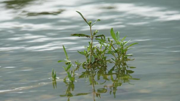 水草 水草 湖,草,水草の写真素材