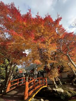 田舎の紅葉 リラックス,秋,自然の写真素材