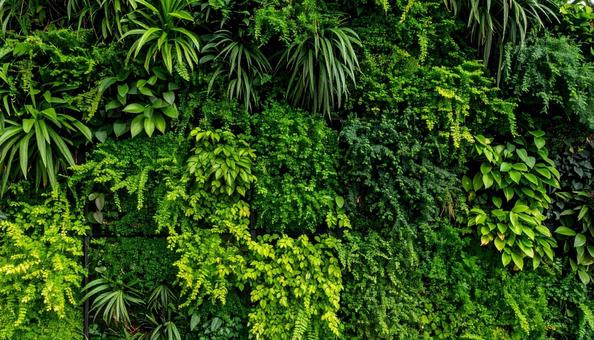 壁面緑化のテクスチャ 壁面緑化のテクスチャの写真