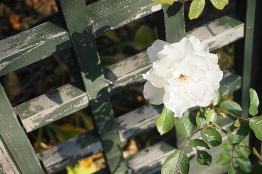 白薔薇の写真