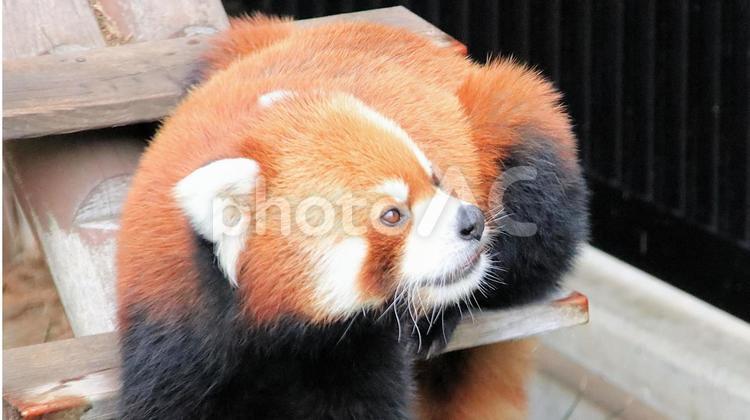 夏休みの動物園　レッサーパンダも暑い レッサーパンダ,小熊貓,動物園の写真素材