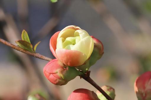 ボケの花開花 ボケの花開花の写真