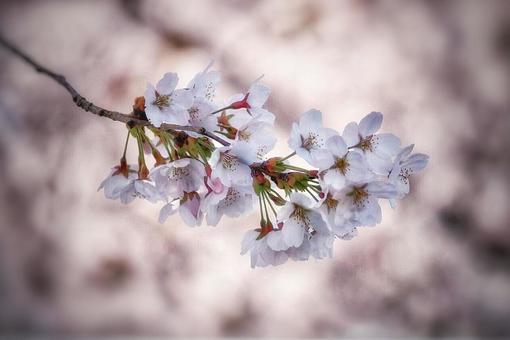 Photo, cherry blossoms, sakura, yoshino cherry tree, 