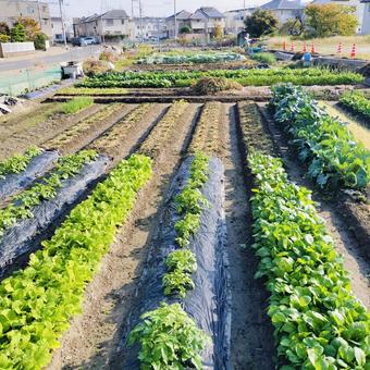 まちなかの野菜畑 野菜畑,畑,農業の写真素材