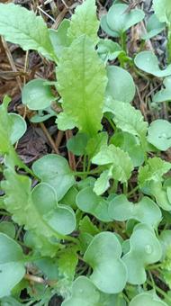 大根が芽吹きました 大根が芽吹きました 大根,芽,野菜の写真素材