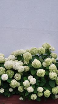 花 花 アジサイ,アナベル,白い花の写真素材