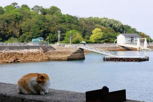 Photo, cat, breakwater, sea, 