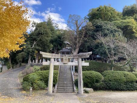 牛頭天王八幡宮 福岡市博多区,神社仏閣,イチョウの写真素材