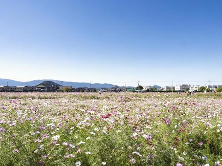 秋空に広がるコスモスの絨毯 コスモス,花畑,満開の写真素材