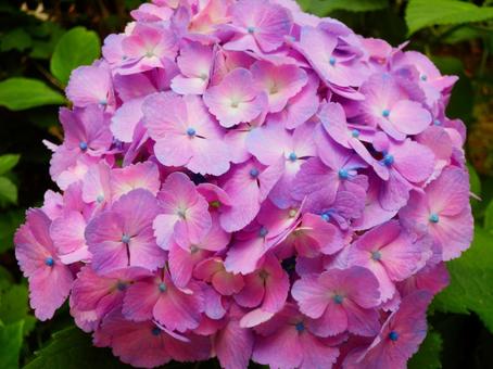 力強く咲くピンクのアジサイの写真