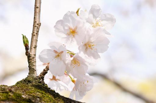 桜の花 桜の花の写真