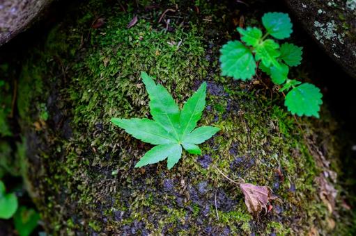 苔に置かれた青モミジ 苔に置かれた青モミジの写真