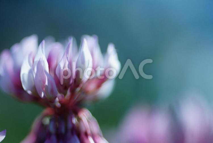タチオランダゲンゲ10 タチオランダゲンゲ,花,ピンクの写真素材