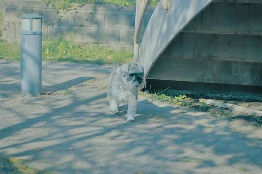 ミニチュアシュナウザー 犬,ペット,動物の写真素材