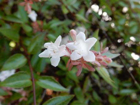 【花の写真】ハナゾノツクバネウツギ 【花の写真】ハナゾノツクバネウツギ ハナゾノツクバネウツギ,アベリア,花園衝羽根空木の写真素材