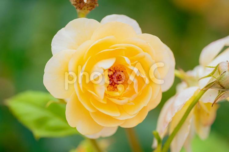 神代植物公園に咲く黄色のバラ 日本,花,バラの写真素材