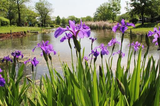 Photo, rustling butterfly, a flower, riparian shukkei, 