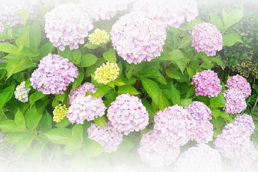 アジサイ-グラデーション アジサイ-グラデーションの写真