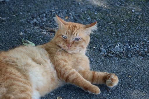 茶トラのノラ猫 茶トラのノラ猫の写真