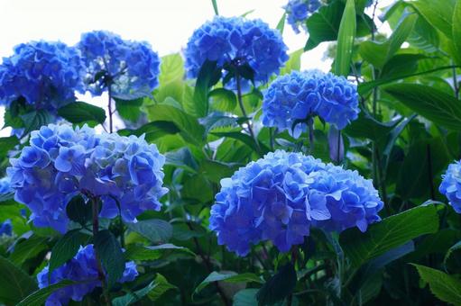 青いアジサイの花 青いアジサイの花の写真