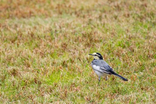 ハクセキレイ⑽の写真
