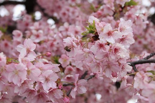 河津桜 満開! 河津桜 満開!の写真