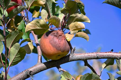 食害　鳥に食べられたりんご 果物,りんご,鳥に食べられたりんごの写真素材