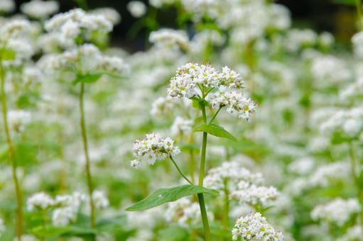 白いそばの花畑2 白いそばの花畑2 秋,そばの花,蕎麦の花の写真素材