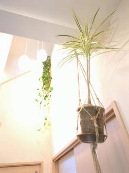 観葉植物 玄関〜吹き抜け 吊り下げ 観葉植物 玄関〜吹き抜け 吊り下げ 観葉植物,飾り付け,飾付の写真素材