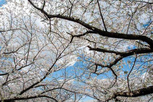 満開の桜を見上げる 春,さくら,桜の写真素材