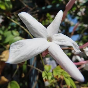 ハゴロモジャスミン ハゴロモジャスミン,ジャスミン,花の写真素材