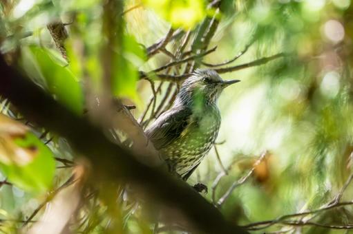 ヒヨドリ(25)の写真