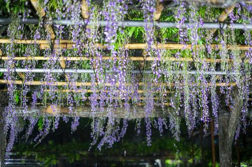 亀戸天神社の藤の花 ライトアップ 亀戸天神社の藤の花 ライトアップの写真