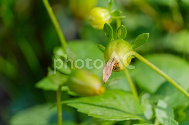 新たな生命を感じるダリアのつぼみ ダリア,つぼみ,花の写真素材