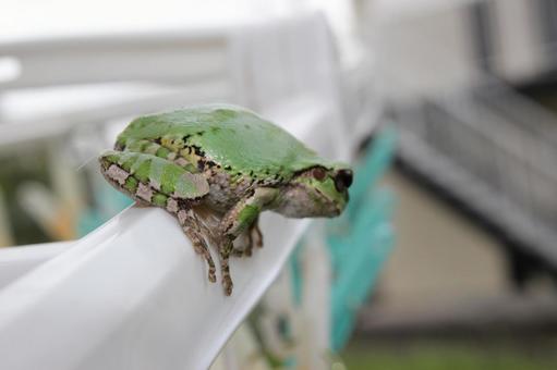 カエル カエルの写真