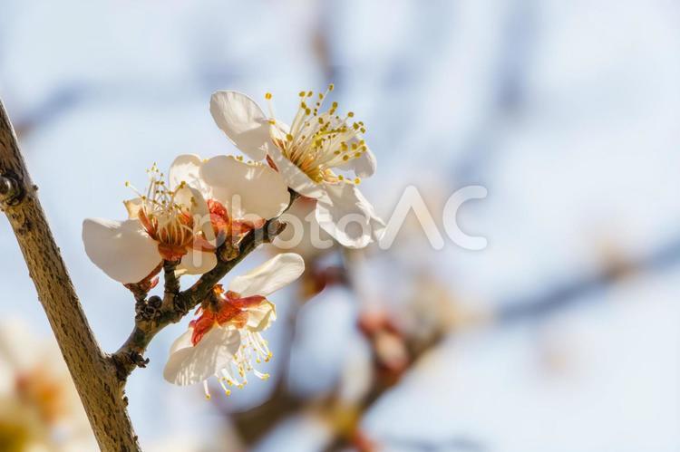 咲き始めた公方公園の梅の花 梅,花,白梅の写真素材