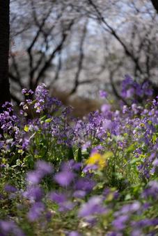 春風に揺れる紫の花々 花,紫,パープルの写真素材