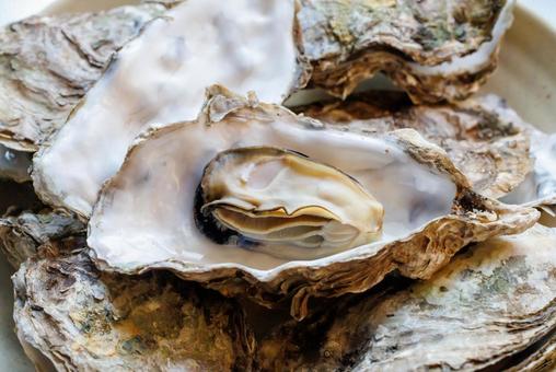 Photo, oyster, shell, seafood, 